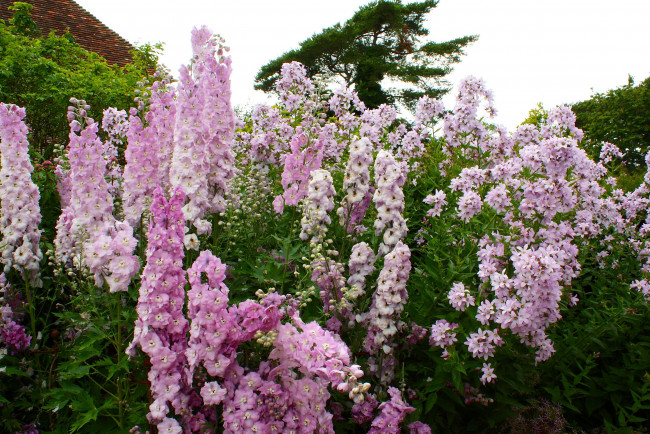 Обои картинки фото цветы, разные вместе, колокольчики, delphinium, дельфиниум, сад