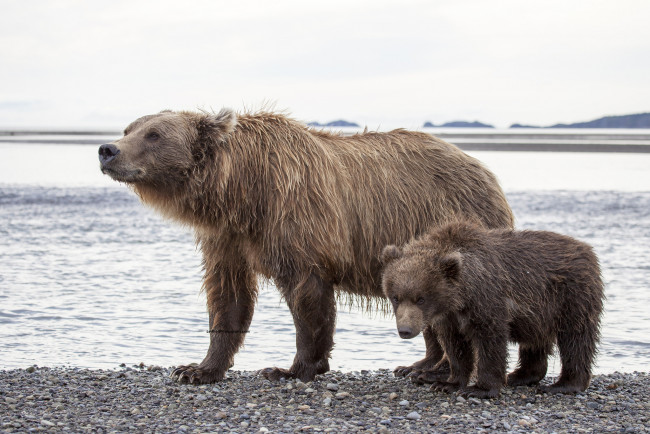 Обои картинки фото животные, медведи, медвежонок, медведица