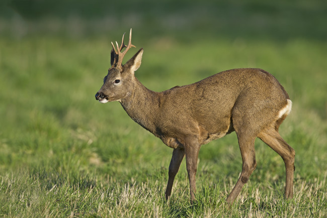 Обои картинки фото животные, олени, олениха