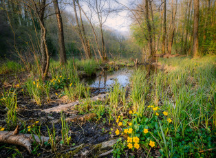 Картинка природа лес деревья