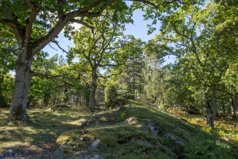 Картинка природа лес деревья