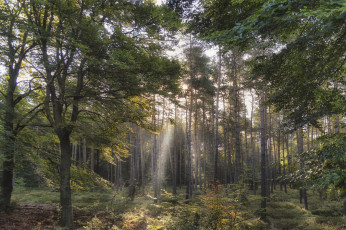 Картинка природа лес деревья