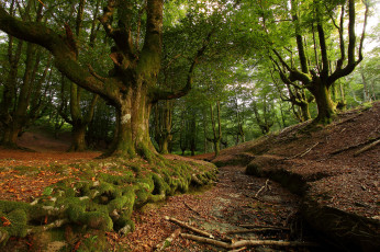 Картинка природа лес деревья