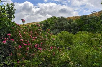 Картинка природа лес деревья