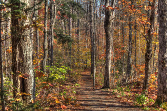 Картинка природа лес деревья