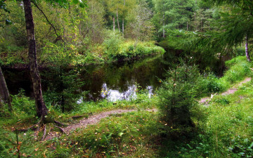 Картинка природа реки озера речка деревья лес тропинка