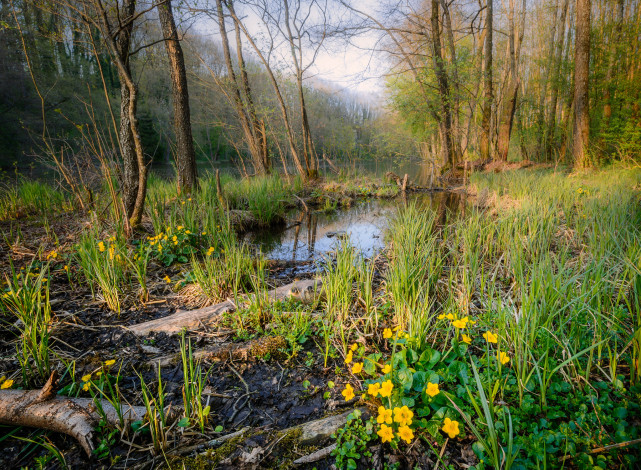 Обои картинки фото природа, лес, деревья