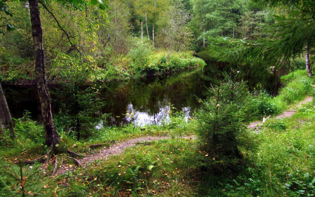 Обои картинки фото природа, реки, озера, речка, деревья, лес, тропинка