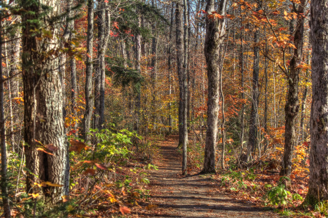 Обои картинки фото природа, лес, деревья