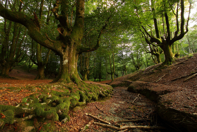 Обои картинки фото природа, лес, деревья