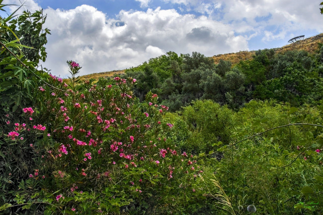 Обои картинки фото природа, лес, деревья