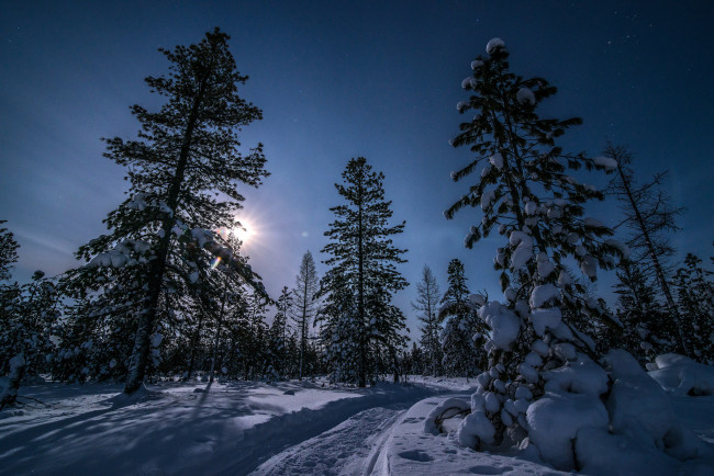 Обои картинки фото природа, зима, снег