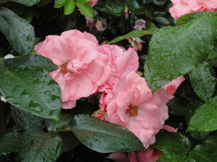 Картинка цветы розы роза лепестки бутон цветение petals rose bud leaves листья blossoms