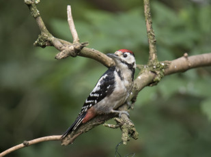 Картинка животные дятлы птичка