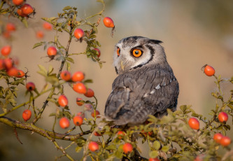 Картинка животные совы ягоды ветка шиповник птица сова куст