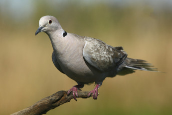 Картинка животные голуби птичка