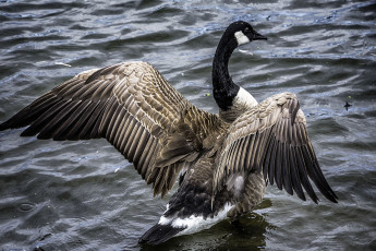 Картинка животные гуси птичка