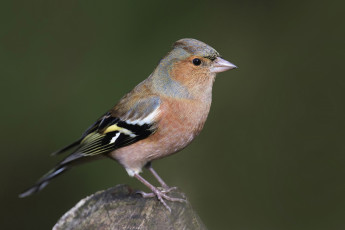 Картинка животные птицы птичка