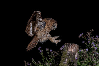 Картинка животные совы птичка