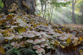 Картинка природа грибы простор