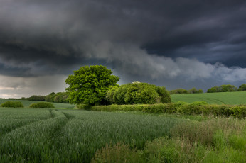 Картинка природа поля простор