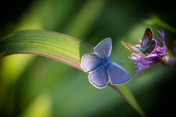 Картинка животные бабочки +мотыльки +моли травинка природа цветок