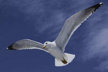 Картинка животные Чайки +бакланы +крачки птичка