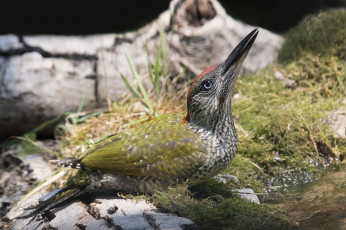 Картинка животные дятлы птичка