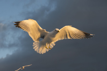 Картинка животные голуби птичка