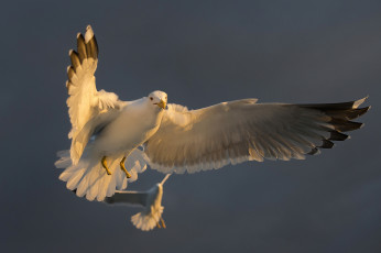 Картинка животные голуби птичка