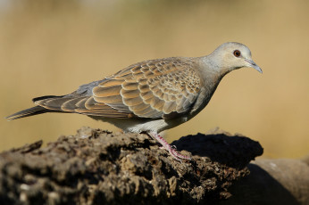 Картинка животные голуби птичка