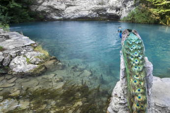 обоя животные, павлины, птица, павлин, озеро, горы, вода