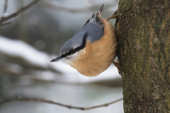 Картинка животные поползни птичка