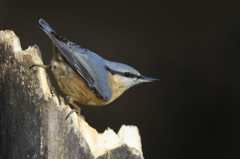 Картинка животные поползни птичка