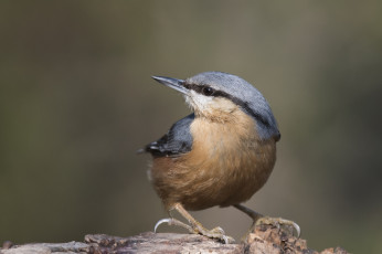 Картинка животные поползни птичка