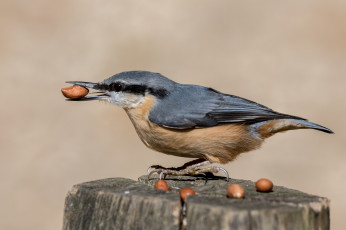 Картинка животные поползни птичка