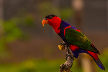 Картинка животные попугаи птичка