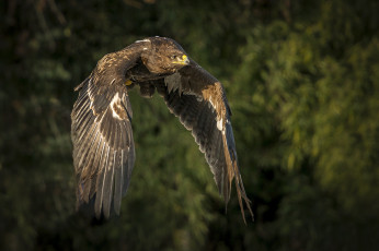 Картинка животные птицы+-+хищники птичка