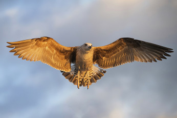 Картинка животные птицы+-+хищники птичка