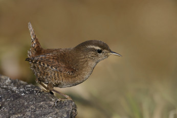 Картинка животные птицы птичка