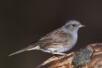 Картинка животные птицы птичка