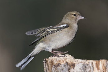 Картинка животные птицы птичка