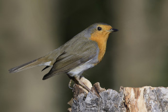 Картинка животные птицы птичка