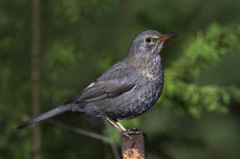 Картинка животные птицы птичка