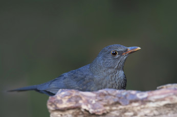 Картинка животные птицы птичка
