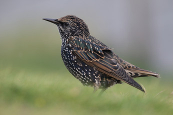 Картинка животные птицы птичка