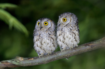 Картинка животные совы глаза живая природа ветка