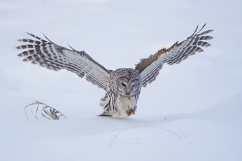 Картинка животные совы птичка