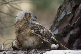 Картинка животные совы птичка
