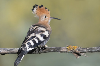 обоя животные, удоды, птичка